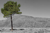 Pinus Pinea solitário