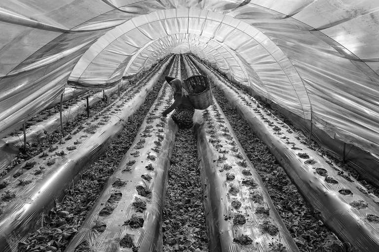 Strawberry greenhouses-1 