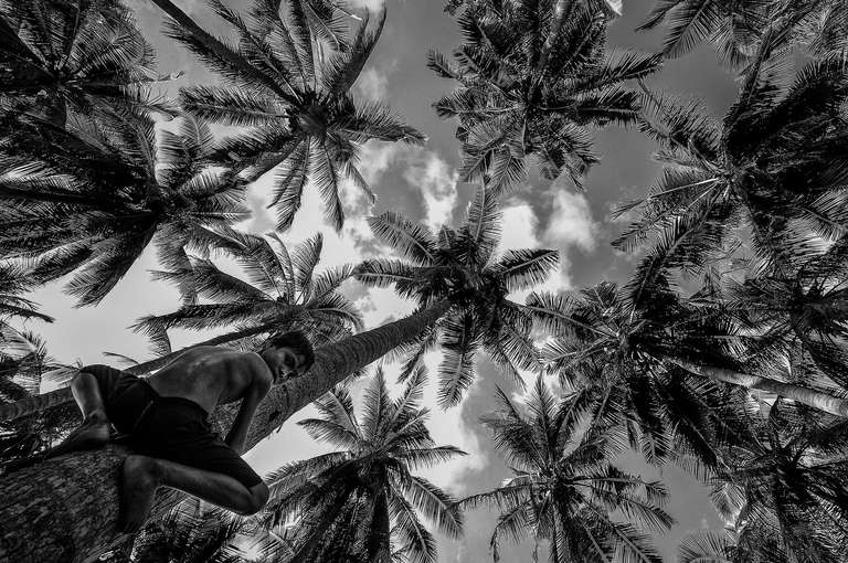 Climb Coconut